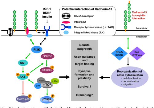 Comment Savoir Si On A Le Gène Cdh13 Table 1 from Impact of the ADHD-susceptibility gene CDH13 on