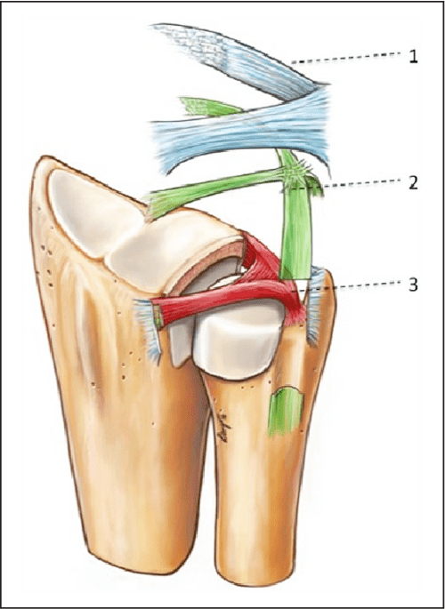 Figure 2 from Distal radioulnar joint: functional anatomy, including