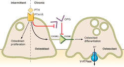 Figure 1 from Gastric acid, calcium absorption, and their impact on
