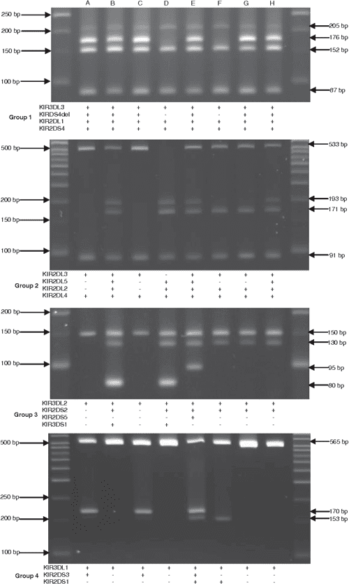 Design And Validation Of A Multiplex Specific Primer directed 