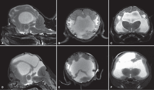 Figure 4 from The Relationship between Brachycephalic Head Features in ...