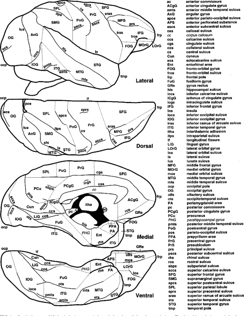 [PDF] A Stereotaxic Template Atlas of the Macaque Brain for Digital ...