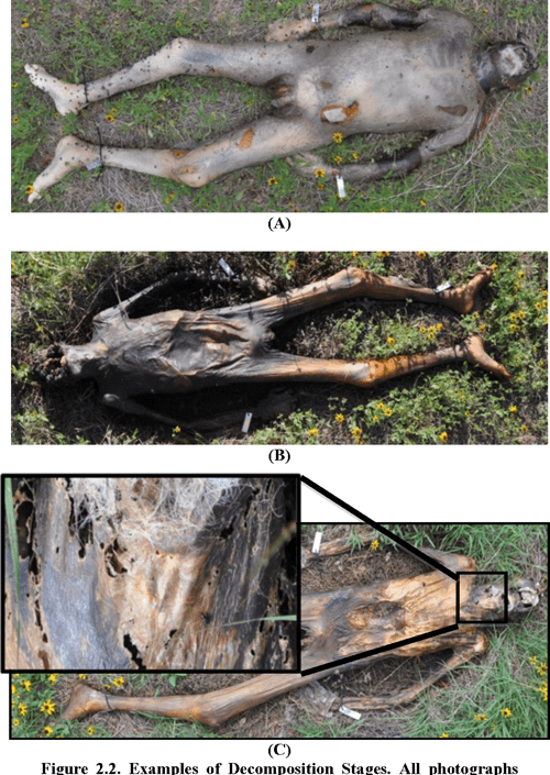 Table 2.2 from Comparison of rates between autopsied and