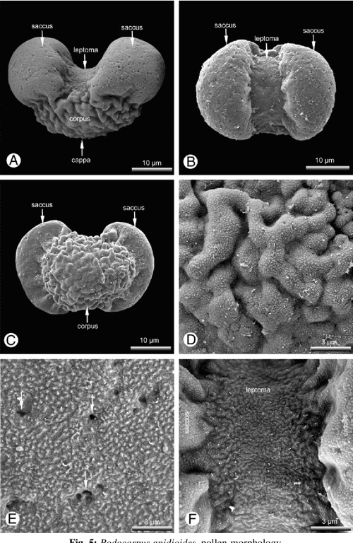 Figure 2 from Morphology and anatomy of pollen cones and pollen in