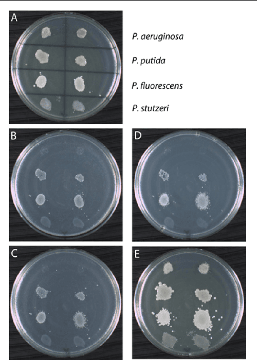 Pour Plate Procedure Enumeration of Bacterial Cells in a Mixed Sample