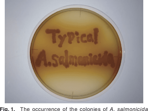 Table 1 from Typical and Atypical Aeromonas salmonicida Infections in ...