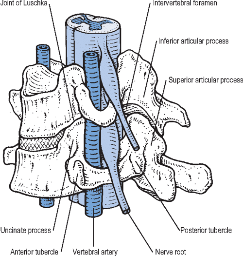 Figure 14 from Applied anatomy of the cervical spine | Semantic Scholar