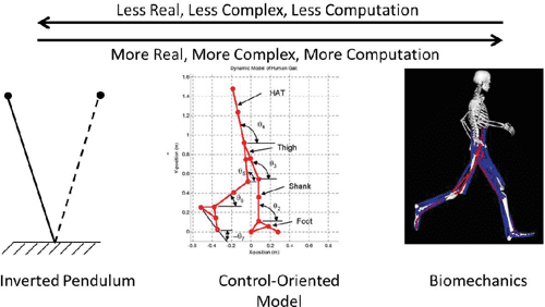 Figure 1.1 from Dynamic Modeling of Human Gait Using a Model Predictive ...