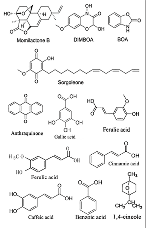 [PDF] Research Progress on the use of Plant Allelopathy in Agriculture