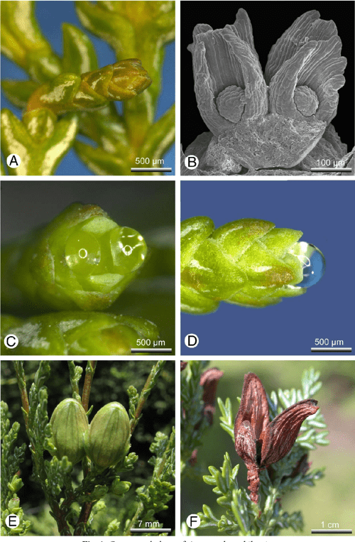 Figure 1 from Morphology and morphogenesis of the seed cones of the